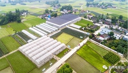 彭州農業再獲國家級創建名單 科技賦能鄉村振興新篇章